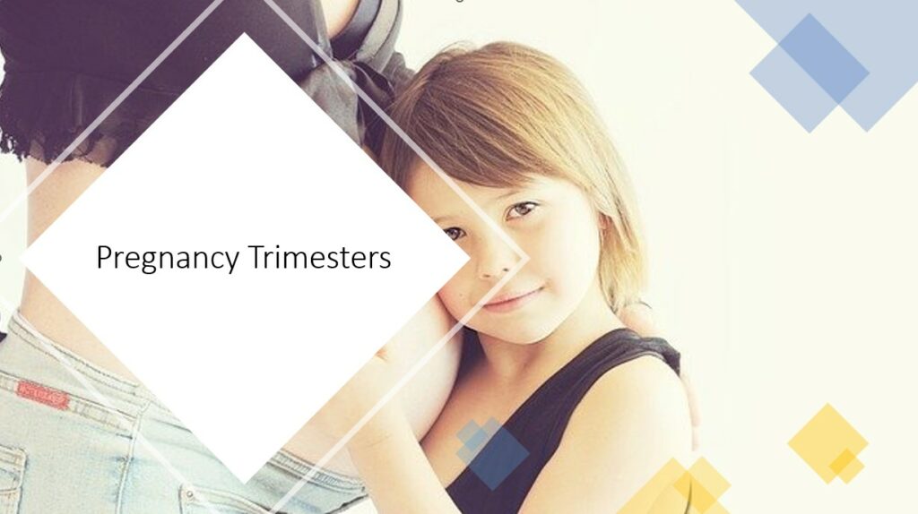 Pregnancy Trimesters